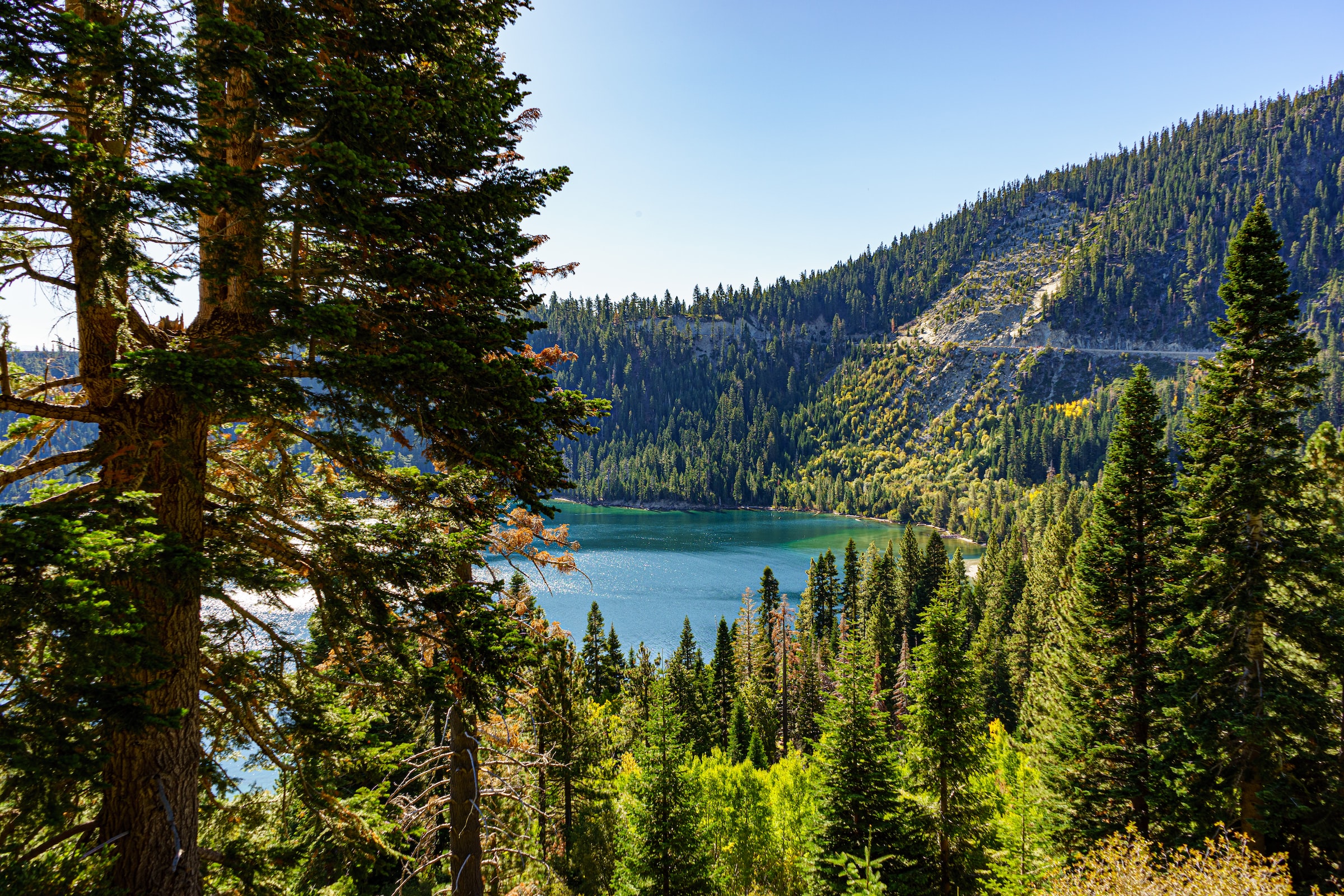 Lake Tahoe shoreline, displaying the health of the forest