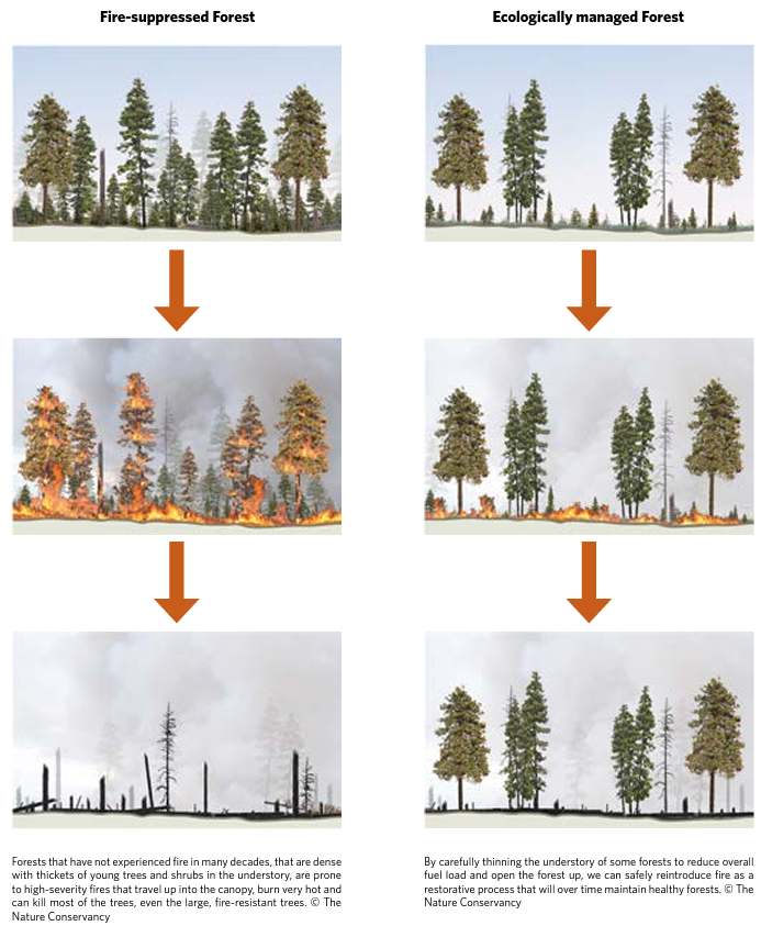 Examples of both a fire suppressed forest and an ecologically managed forest